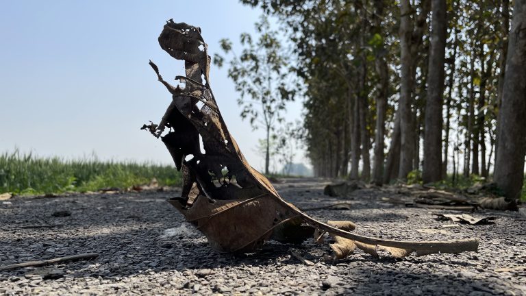 A brittle, curled leaf rests on a gravel road, with rows of trees and farmland stretching into the distance under a clear sky, in Ballia.