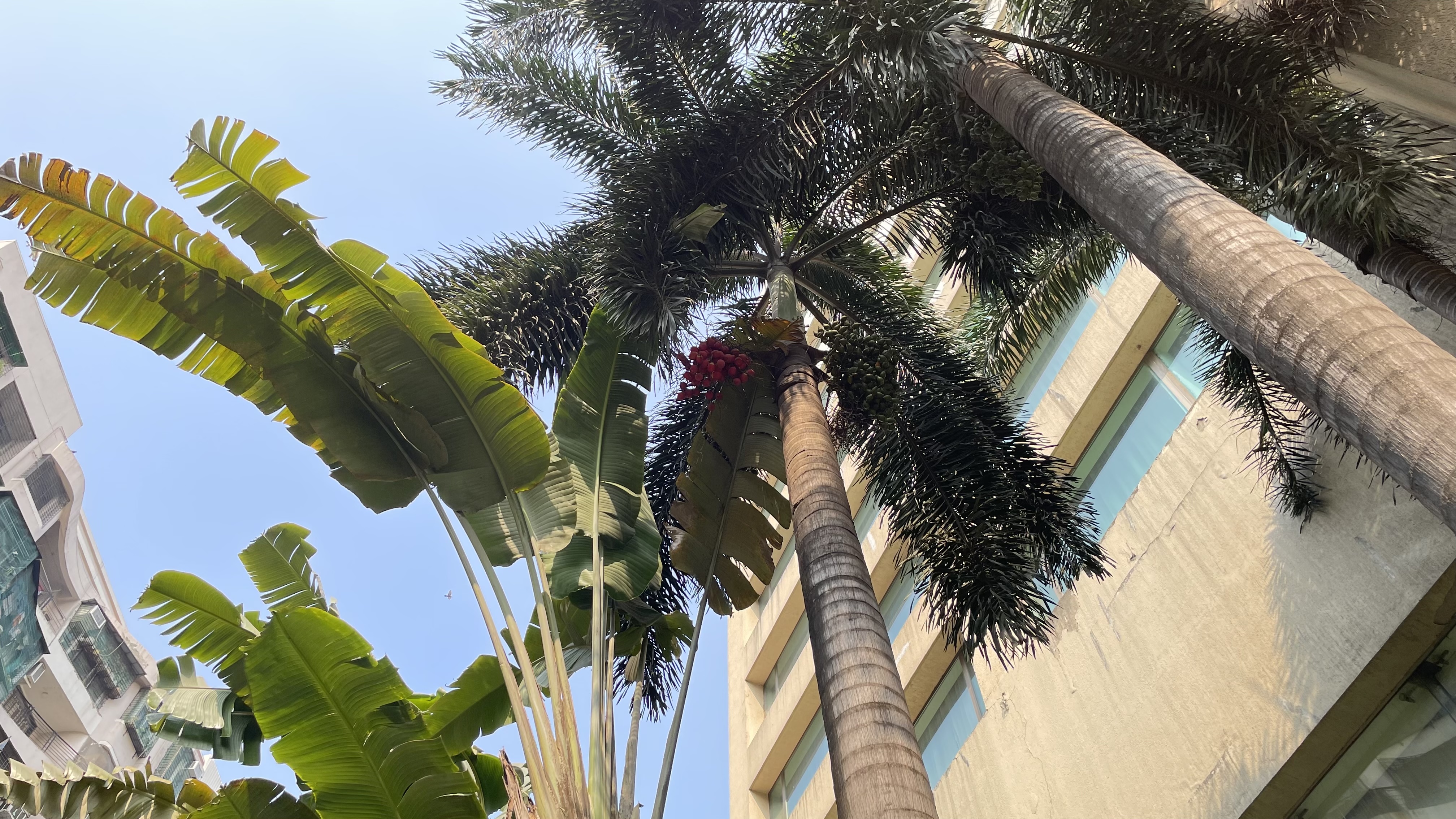 A palm tree with vibrant red fruits stands tall amongst it foliage, distinctive fan-like leaves, set against the urban skyline of Mumbai under a blue clear sky.