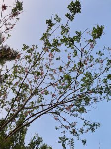 Tree branches with pink flowers against a pale blue sky
