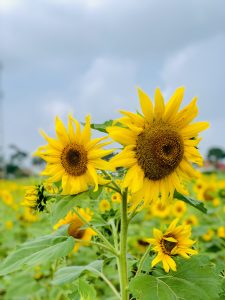 Bright yellow sunflowers standing tall in a garden