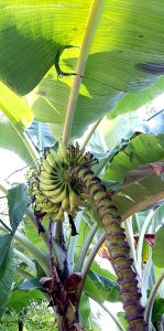 Banana plant with fruits