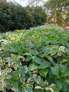 This photo shows a beautiful garden bed.