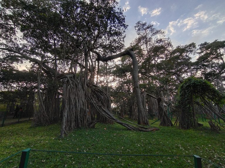 The Dodda Aalada Mara, literally translated to Big Banyan Tree, is a giant approximately 400-year-old banyan tree located in the village of Kethohalli in the Bangalore Urban district of Karnataka, India. This single plant covers 3 acres and is one of the largest of its kind.