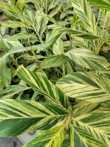 The variegated green and yellow leaves of the Patabahar Plant