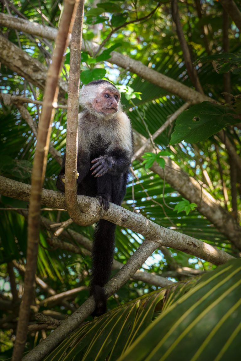 Mono viejo cara blanca, Costa Rica, Caribe