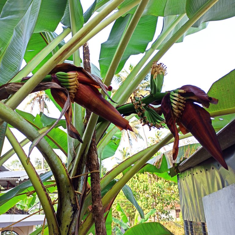 Flowering Kerala Banana tree