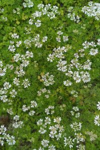 small white flowers surrounded by green leaves