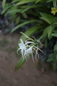 White spider lilies with long stamens against blurred green foliage.
