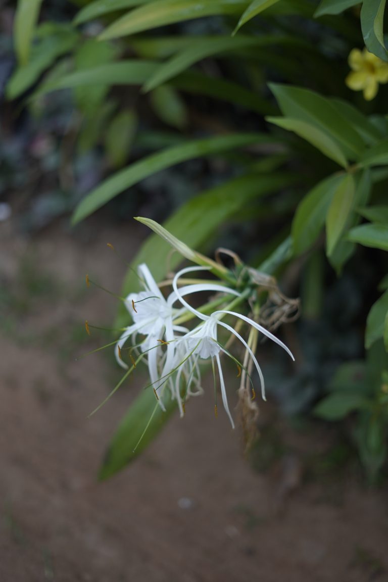 White spider lilies with long stamens against blurred green foliage.