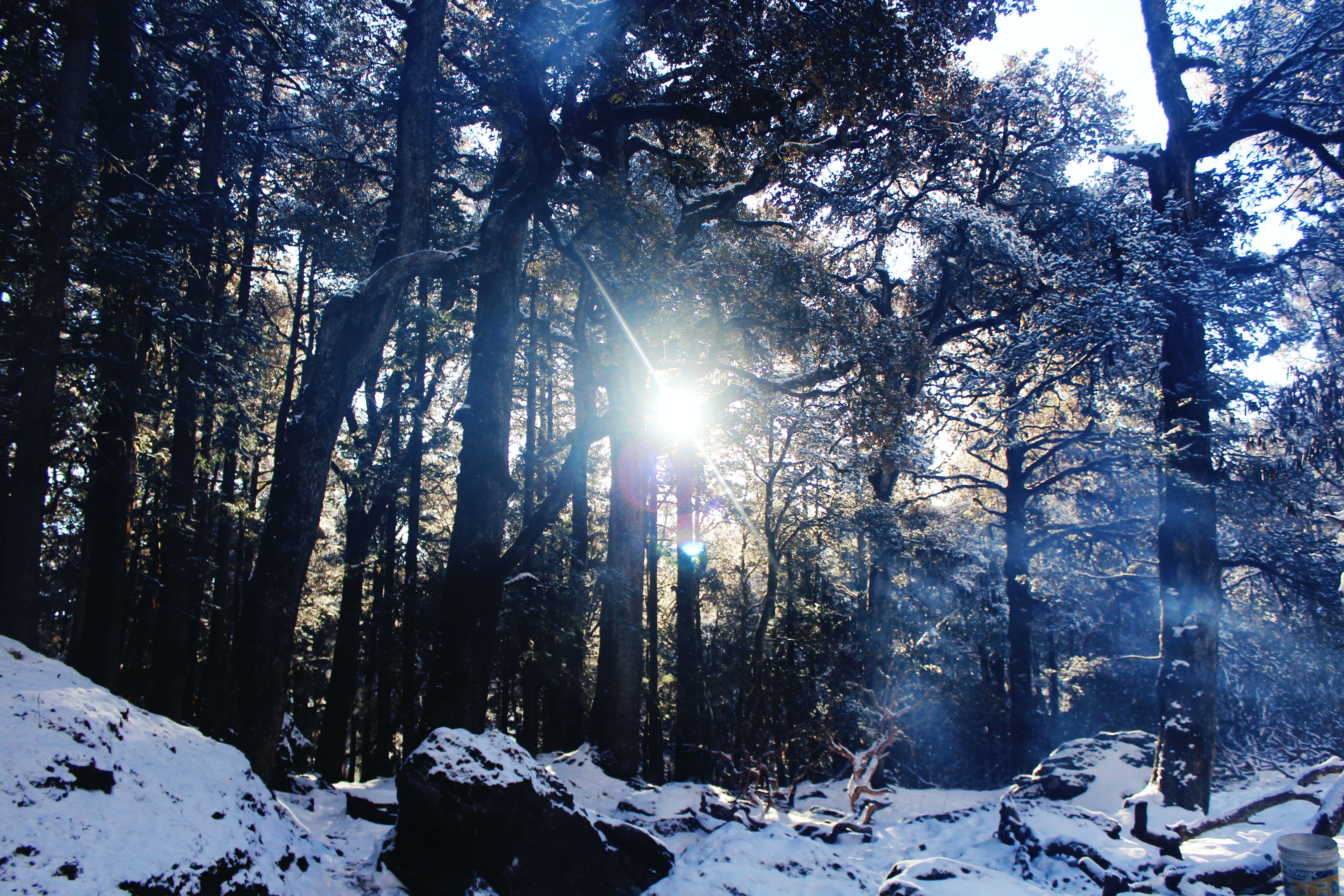 Sun shining through the branches of trees in a snowy forest