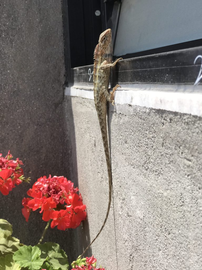 A lizard with a long tail rests on a building, surrounded by colorful flowers.