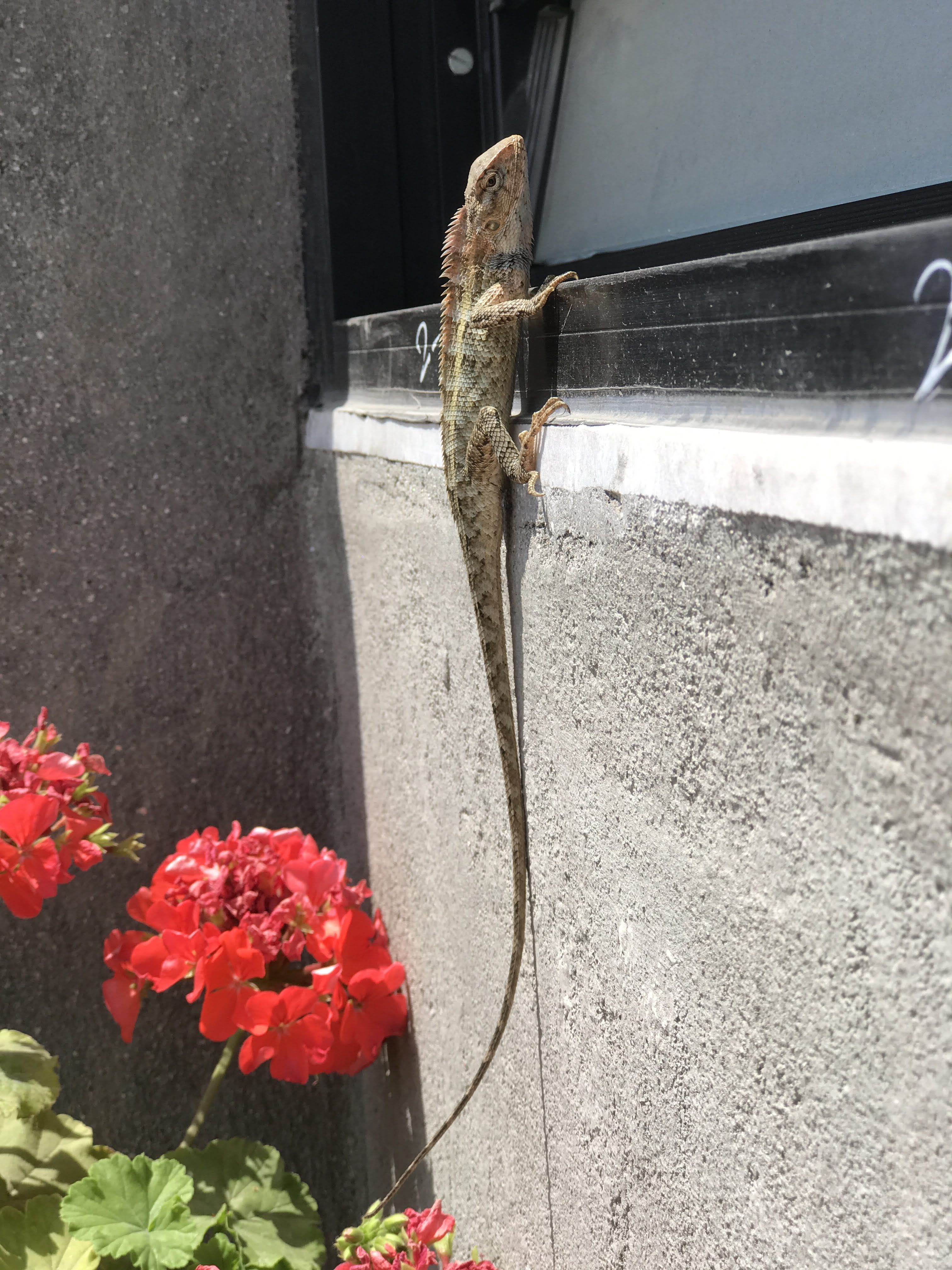  A lizard with a long tail rests on a building, surrounded by colorful flowers.