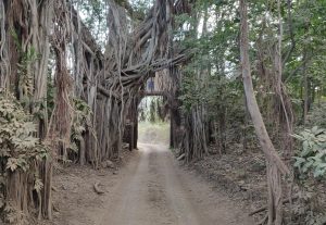 Big old Banyan tree with lots of hanging roots exposed, stands in front of a stone arch, on the dusty safari road, Ranthambore National Park, Rajasthan 