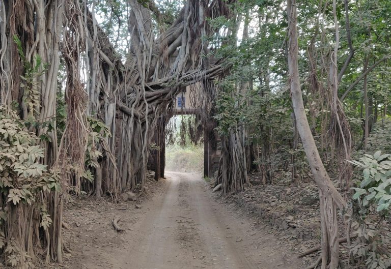 Big old Banyan tree with lots of hanging roots exposed, stands in front of a stone arch, on the dusty safari road, Ranthambore National Park, Rajasthan