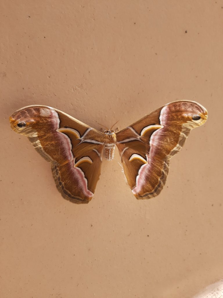 A beautiful moth