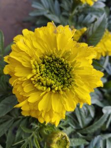 A closeup view of Marigold flower. 