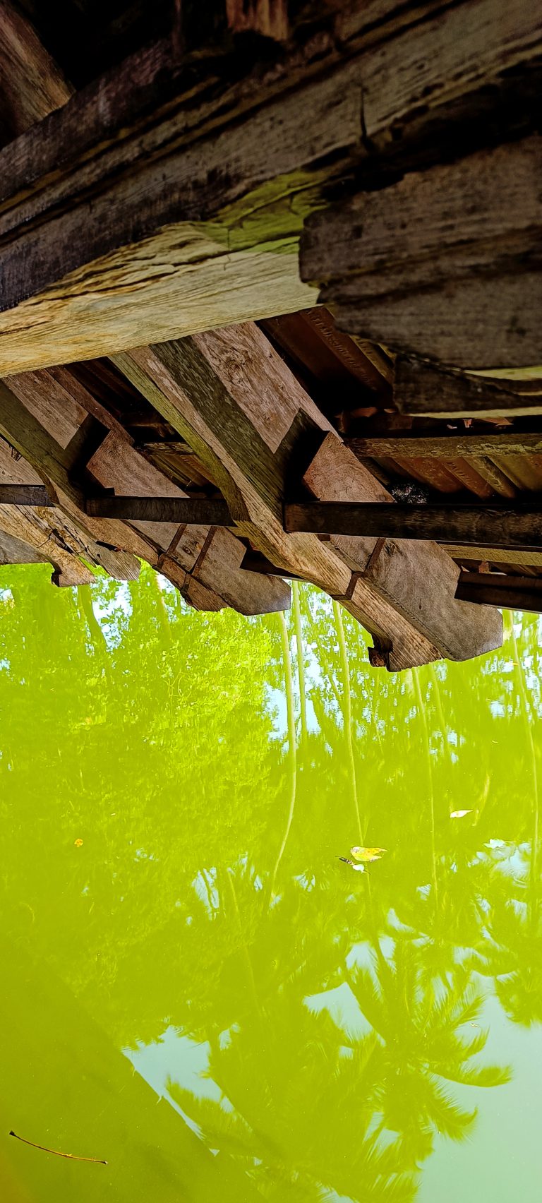 A pond of green water under a wooden roof