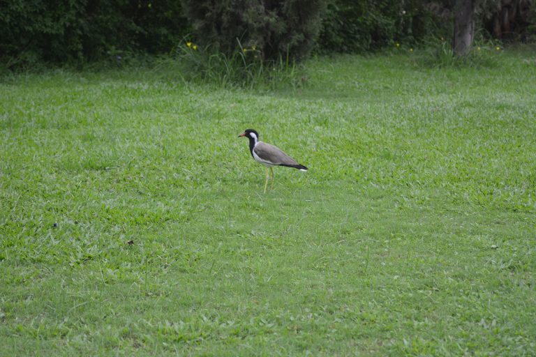 A bird with red beek (Kurja) alone in the green lawn of a garden.