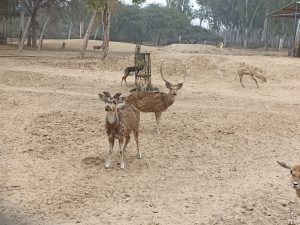 Deer roaming on sand amongst the trees at Hisar Deer Park
