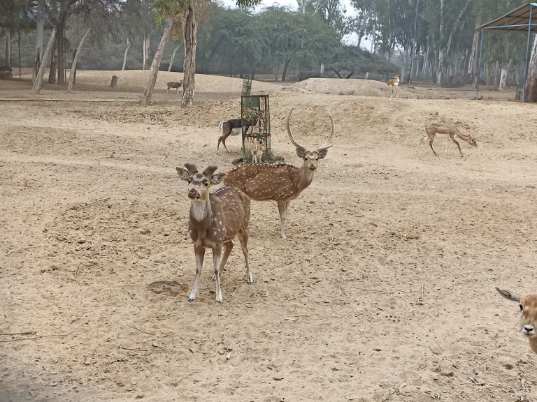 Deer roaming on sand amongst the trees at Hisar Deer Park