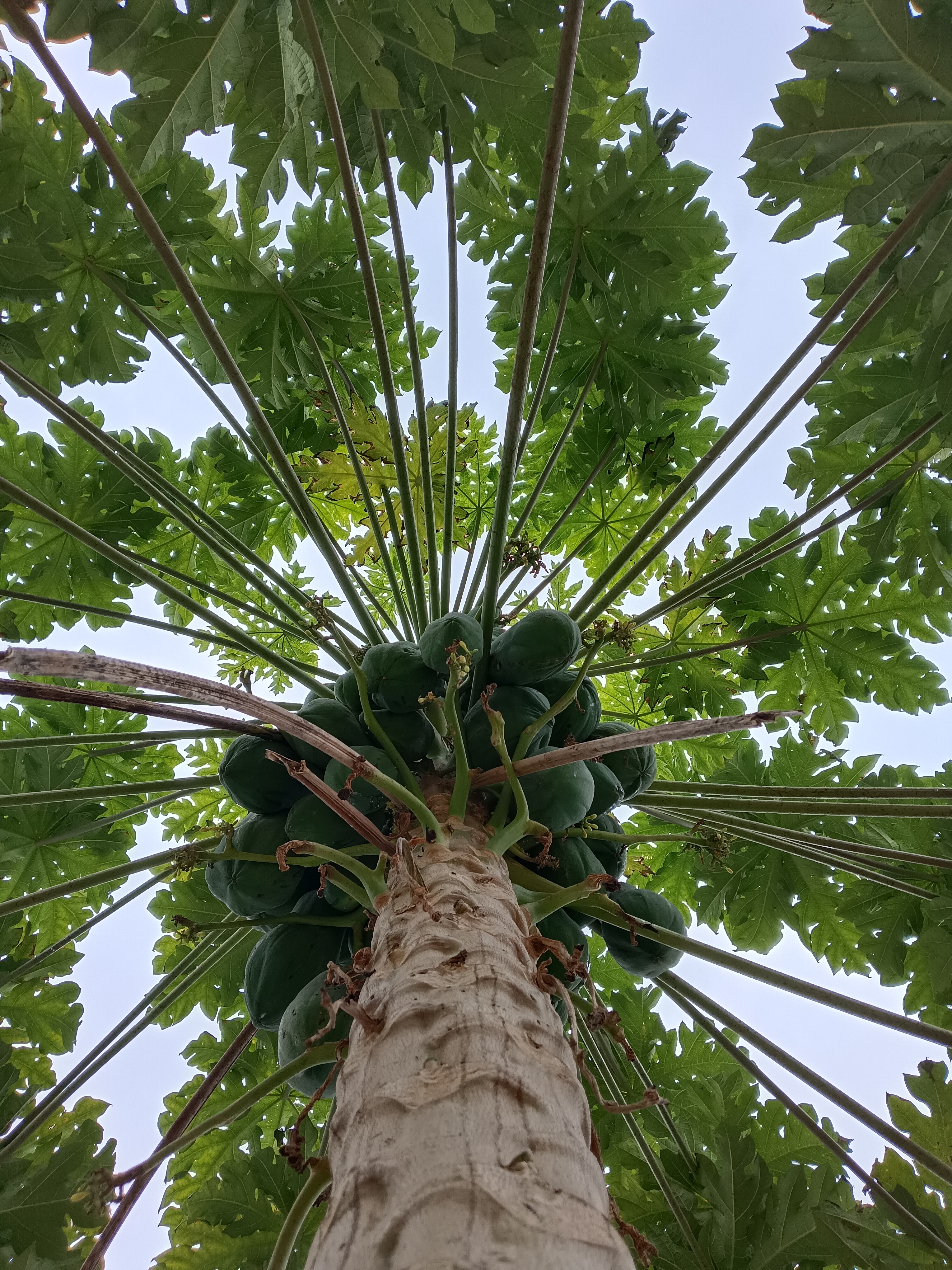 Papaya Tree