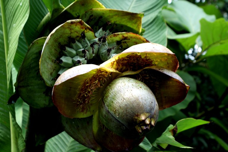 Showcasing the growth of bananas.