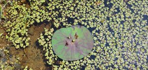 Azolla (Azolla) is a plant belonging to the genus Perani that can float on water. In Tamil it is known as Mookkuthi and Kammal Chedi. It is also used as animal and poultry feed. Along with this is a lotus leaf.