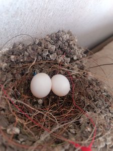 A real bird's nest with two eggs