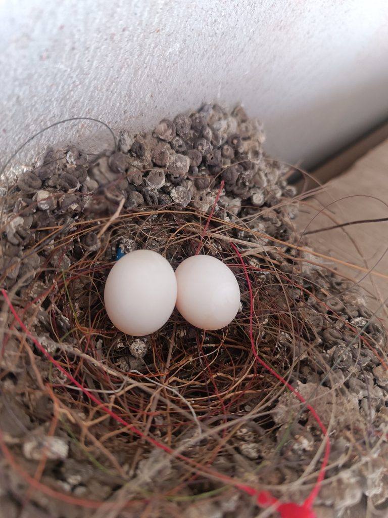 A real bird’s nest with two eggs