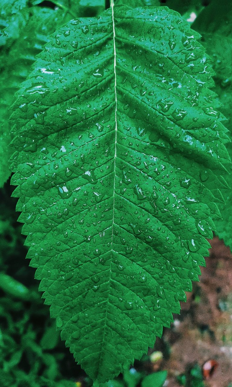 A leaf, up close, covered in shiny water droplets, reflecting light and showcasing nature’s beauty.