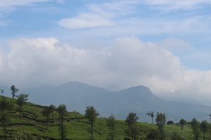 Trees on a grassy knoll and mountain vista, A roof visible in the distance.