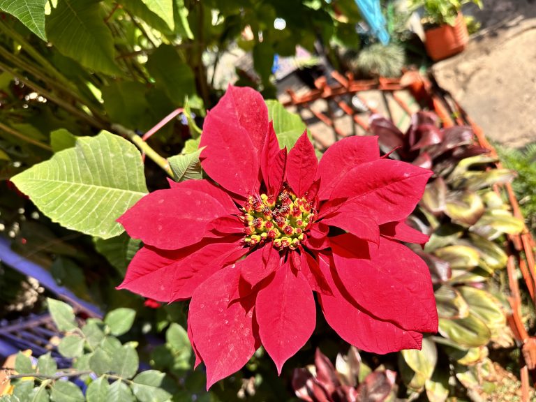 A vibrant red poinsettia basks in the sunlight, adding a splash of color to the garden.