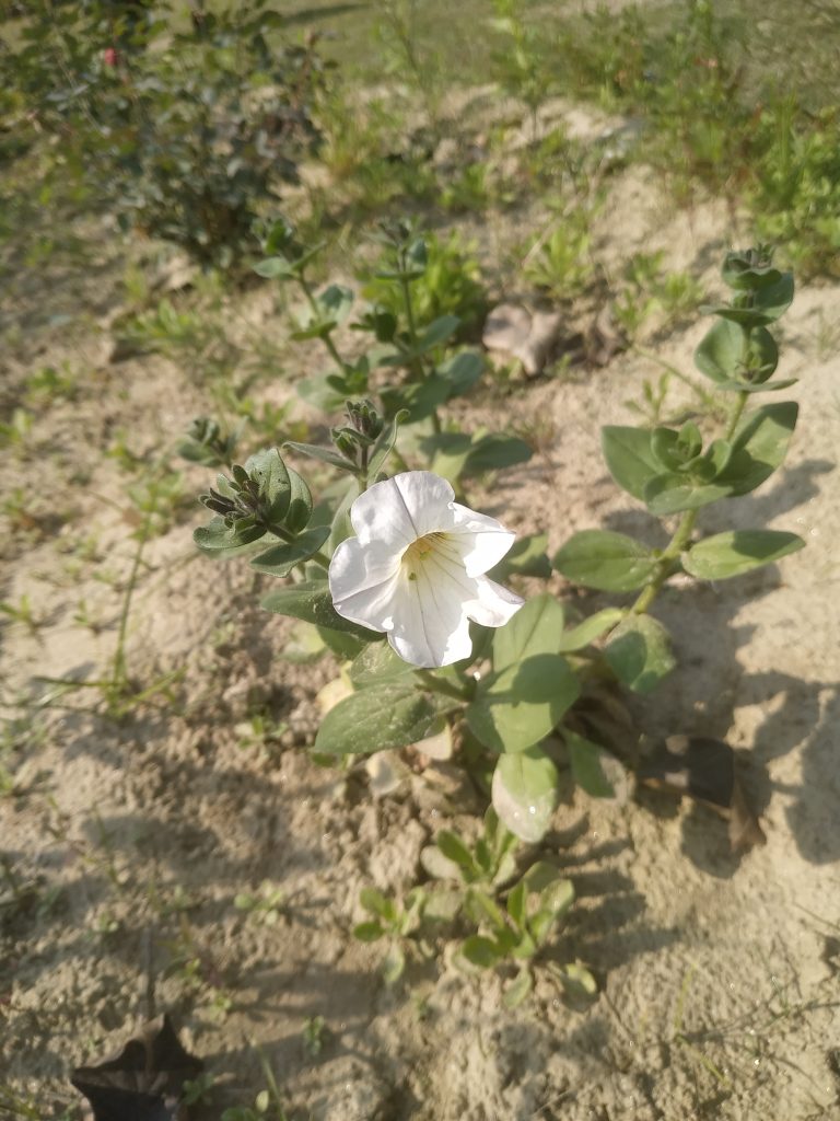 Petunia axillaris, a large white petunia flower with green leaves