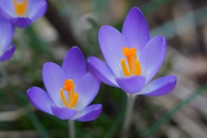 Closeup of a lila crocus with yellow inner blossom. 