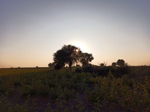 日落时的农田，树在中心，阳光从树的后面照射过来，照片上是田里的树。
