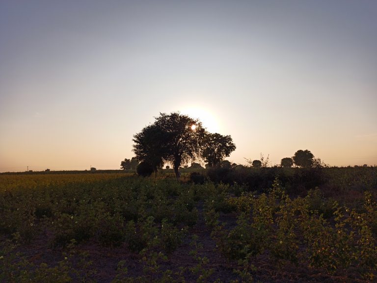 Farm land at sunset time, treen in the centre where sunlight comes from behind—silhouette photo of the tree in the field.