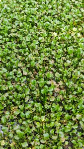 Eichhornia crassipes, water hyacinth, water plants with Green leafs in kerala, India.