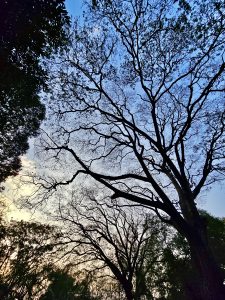 Silhouettes of leafless trees (Albizia julibrissin aka Persian silk) branches after the sunset. From Empress Garden, Pune, Maharashtra.