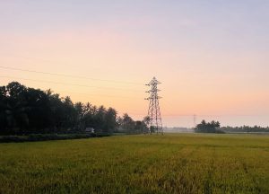 Rice fields with power lines going across the fields during dusk: Golden sun sets, casting warm glow on lush greens. Serene and captivating scene.
