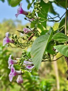 Side view of Argyreia nervosa leafs, flowers & buds. It is commonly known as Hawaiian baby woodrose, elephant creeper and woolly morning glory. From Perumanna, Kozhikode, Kerala.