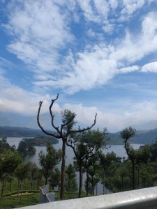 A long view of Mullaperiyar Dam, Silver Oak Trees, & Tea plantations. From Thekkady, Kerala. 