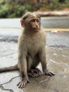 A cute monkey sits on a footpath, with wet hands and legs