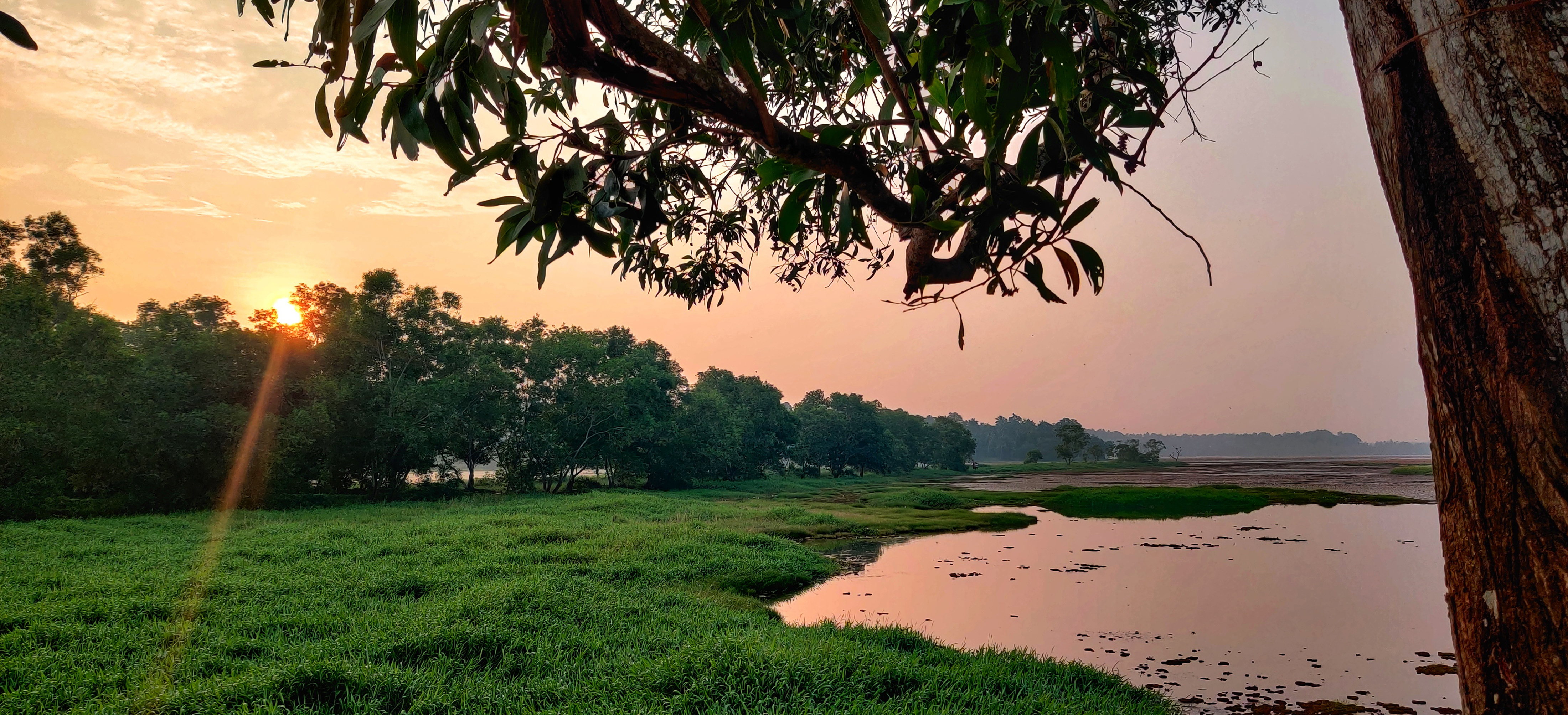 Sunrise over the tree lines behind a paddy field and a hint of morning mist in the air.