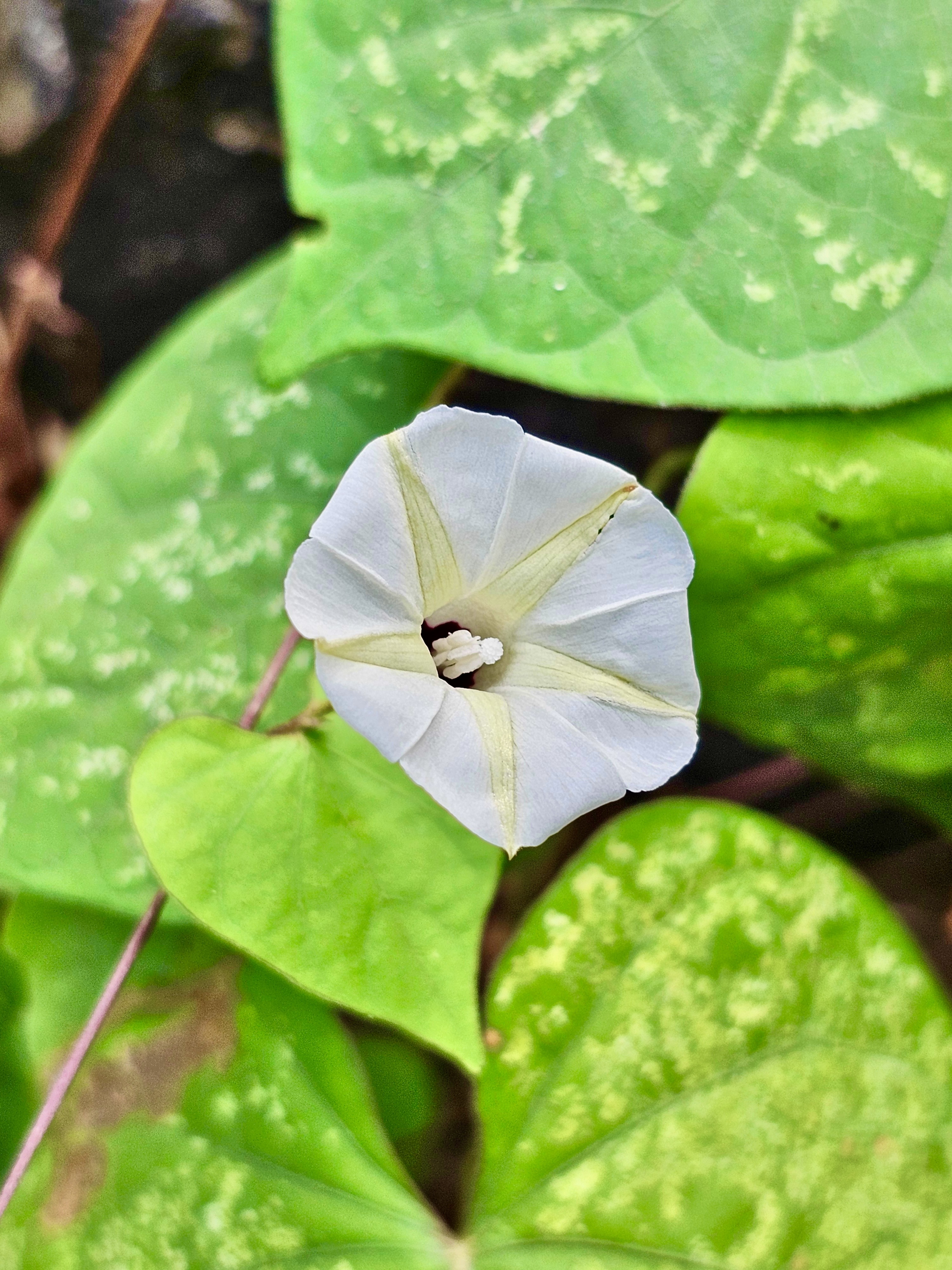 A Ipomoea obscura flower. It’s commonly known as the obscure morning glory or the small white morning glory. From Perumanna, Kozhikode, Kerala.