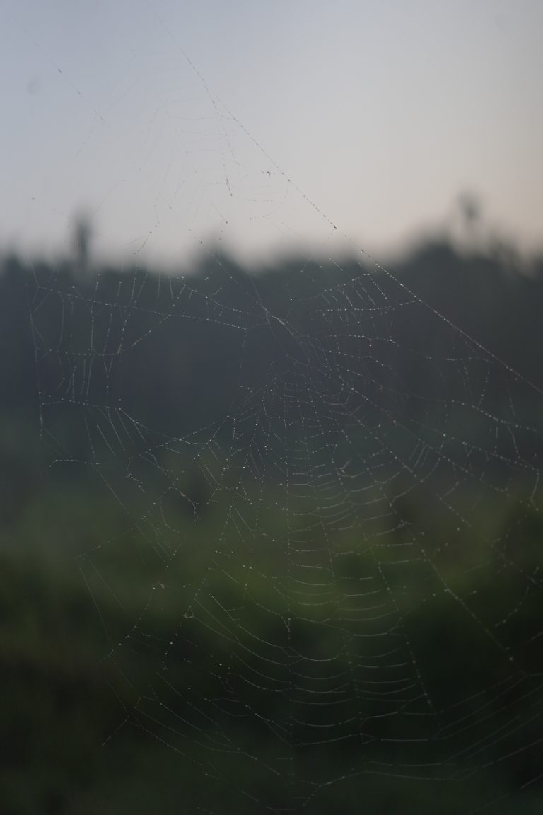 A spider web with drops of water throughout