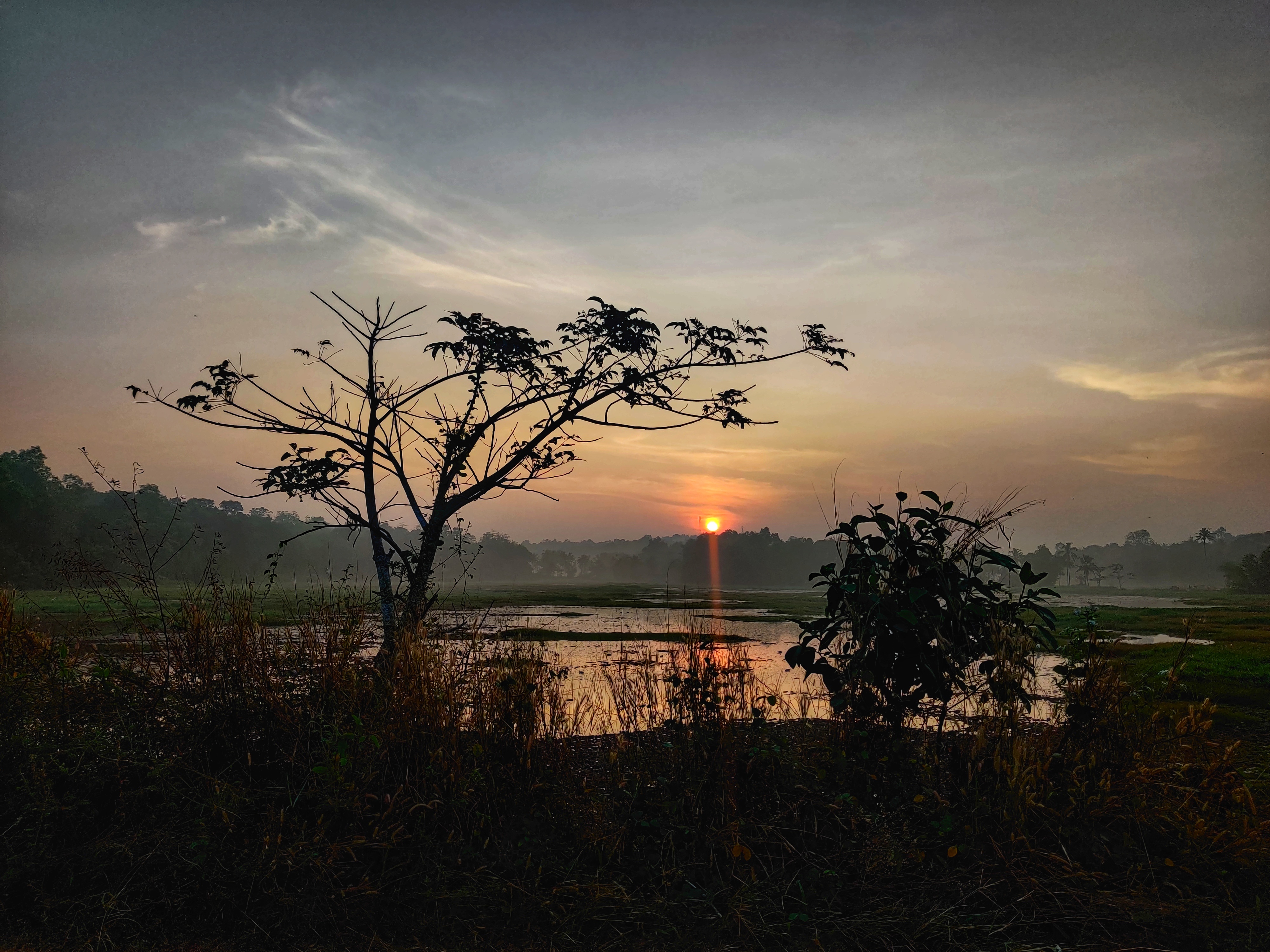 Sunset over a paddy field with silhouetted trees in the foreground.
