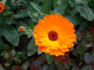 A top view of a vibrant pot marigold flower, showcasing its intricate petals and vivid colors.