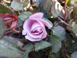 A pink rose with green foliage.