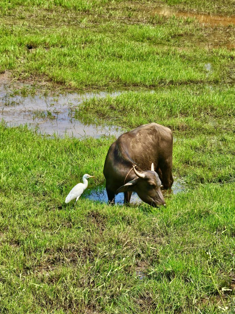 A buffalo eating grass and an egret watching it closely. From Perumanna, Kozhikode, Kerala.