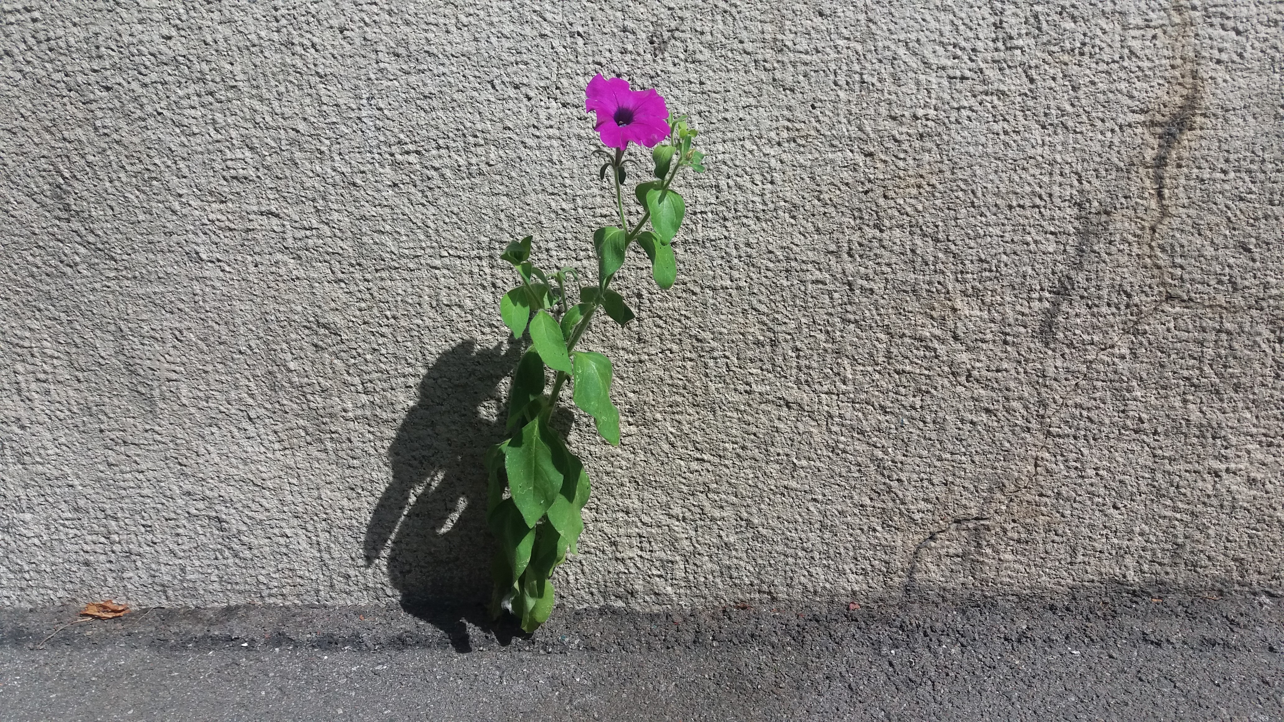 Purple green flower grew out of the wall in the city
